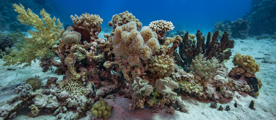 Naklejka na ściany i meble Coral reef garden scene