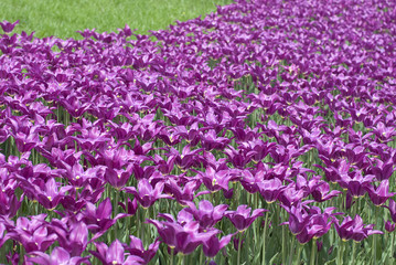 many beautiful of violet tulips