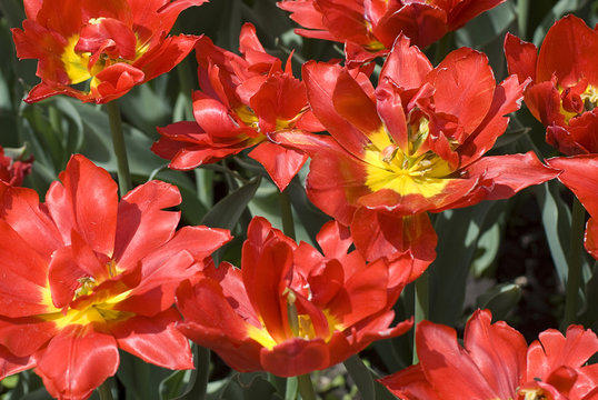 many beautiful of red tulips