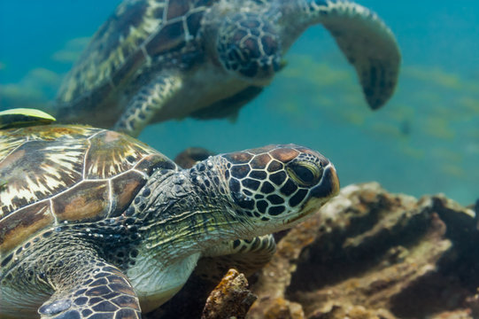 Two green sea turtles underwater