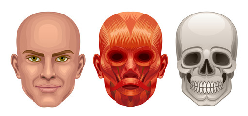 Human head anatomy