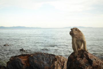 Monkeys on the rocky coast