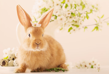 Red rabbit with Easter eggs on white background