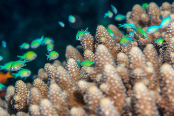 Bluegreen chromis on Acropora