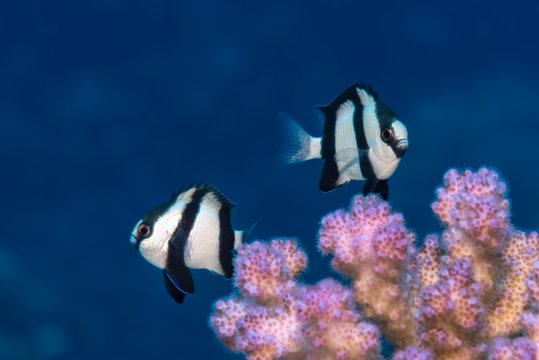 Two humbug dascyllus over coral