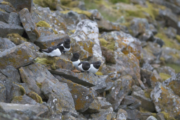 Obraz premium Little auk or Dovekie from Svalbard, Arctic.