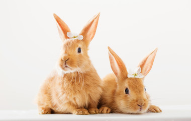 red rabbits on white background