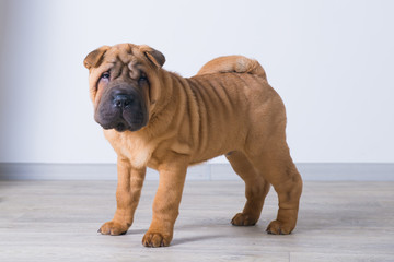 Obraz premium Sharpei dog. 3 months, shar pei puppy 