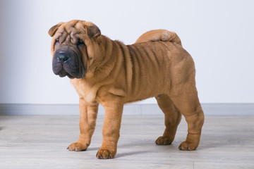 Sharpei dog. 3 months, shar pei puppy
