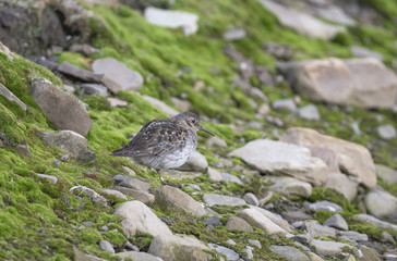Purple sandpiper, from Svalbard,  Arctic.