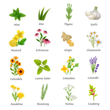 Medicinal  Herbs Plants Flat Icons Set