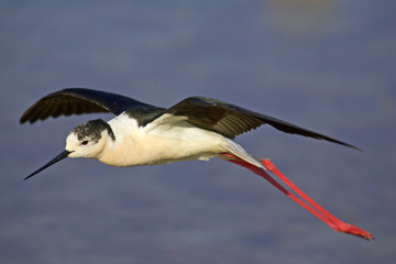 Familie der Säbelschnäbler