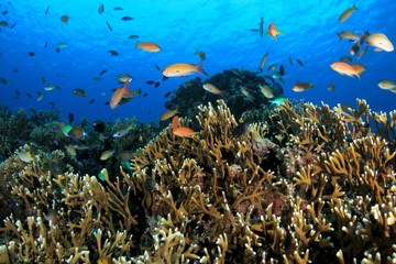 沖縄の海　小魚戯れるサンゴ礁