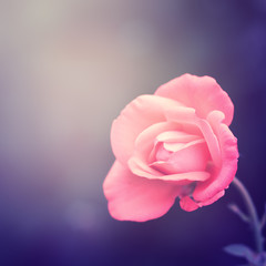 Floral background with pink rose