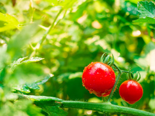 Cherry tomato.