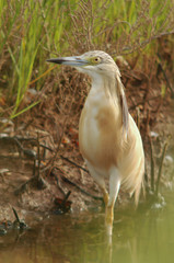 Sgarza ciuffetto (Ardeola ralloides) - ritratto