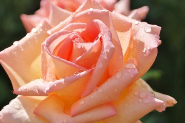 Close-up image of a colourful pink rose bloom.