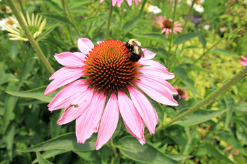 The bee on the flower