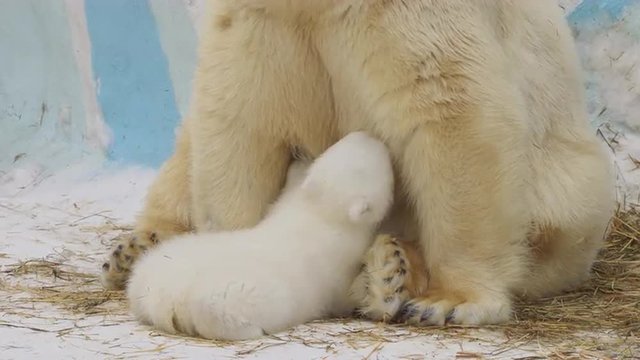 PORTRAIT: A polar she-bear sits and feeds her cub in a zoo