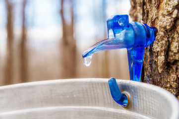 Maple sap dripping into bucket