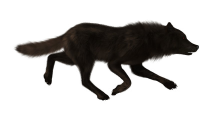 Black Wolf on White