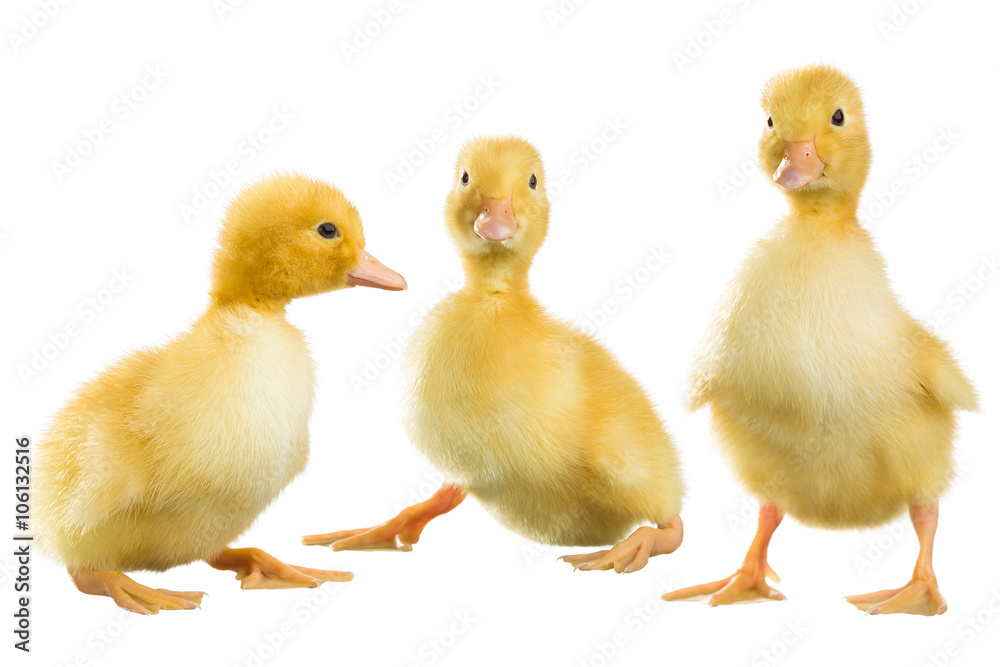 Wall mural yellow fluffy ducklings