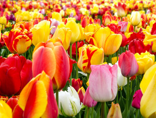 Frühlingserwachen, Freude, Glück: Buntes Tulpenfeld :)