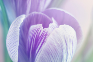 Crocus petals texture