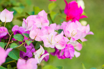 Bougainvillea flower.