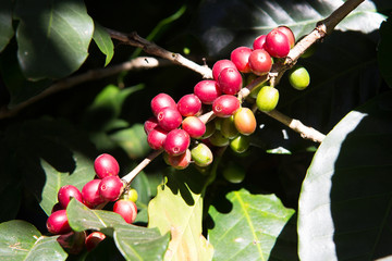Coffee beans on tree