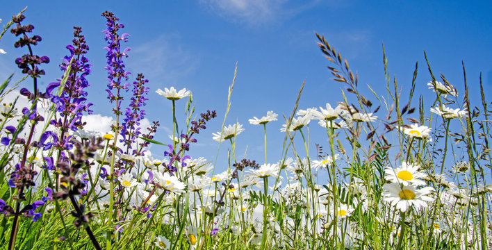 Fr&uuml;hlingserwachen: Meditation, Relaxen in Blumenwiese :)