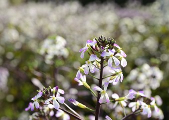 大根の花