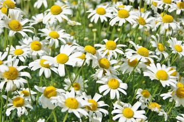 Close-up image of Oxeye Daisies (Leucanthemum vulgare).