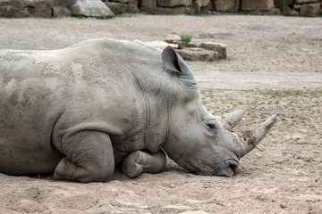 Rino di profilo