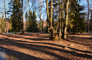 March morning in the Park of Pavlovsk.