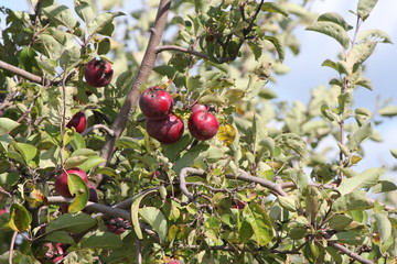Apples on the branches of an apple tree ready for picking 