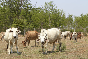 Fototapeta na wymiar Herd of cows , thailand
