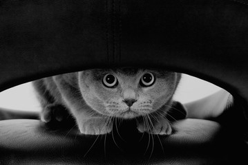 Funny Scottish cat with big round eyes looking through a hole (in black and white, retro style)
