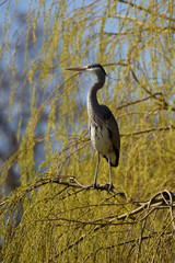 Grey Heron, Ardea cinerea