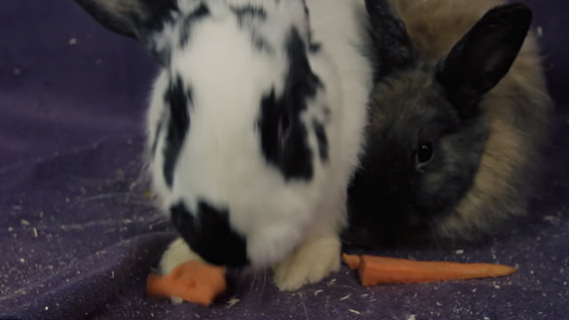 spotted rabbit chewing carrots