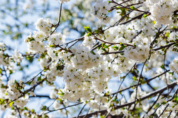 flowers of apple tree on a bulr background