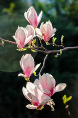 Keuken foto achterwand Magnolia magnolia bloemen close-up op een onscherpe achtergrond