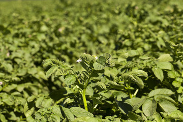 green leaves of potato 