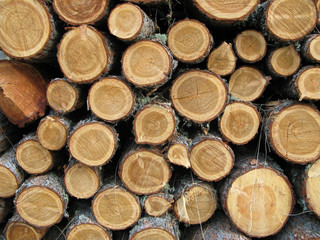 Pile de rondins en bois de mélèze