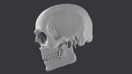 The skull on dark background