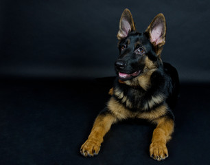 Funny German shepherd puppy on the black background (with copy space on the left for your text)
