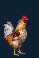 Young rooster isolated on blue background