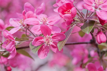Beautiful pink sakura flowers in the sunshine (as a floral background), shallow DOF, selective focus