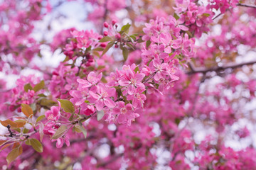 Beautiful pink sakura flowers in the sunshine (as a floral background), shallow DOF, selective focus