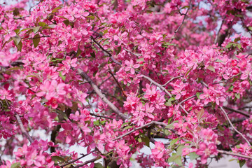 Beautiful pink sakura flowers in the sunshine (as a floral background), shallow DOF, selective focus